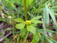 Ranunculus abortivus image