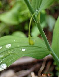 Polygonatum biflorum image