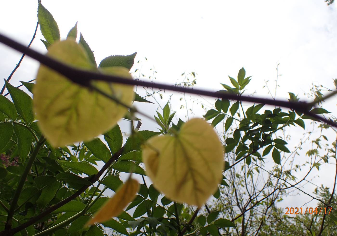 Cercis canadensis var. canadensis image