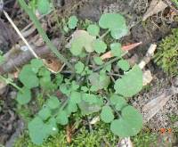 Cardamine hirsuta image