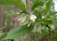 Elaeagnus umbellata image