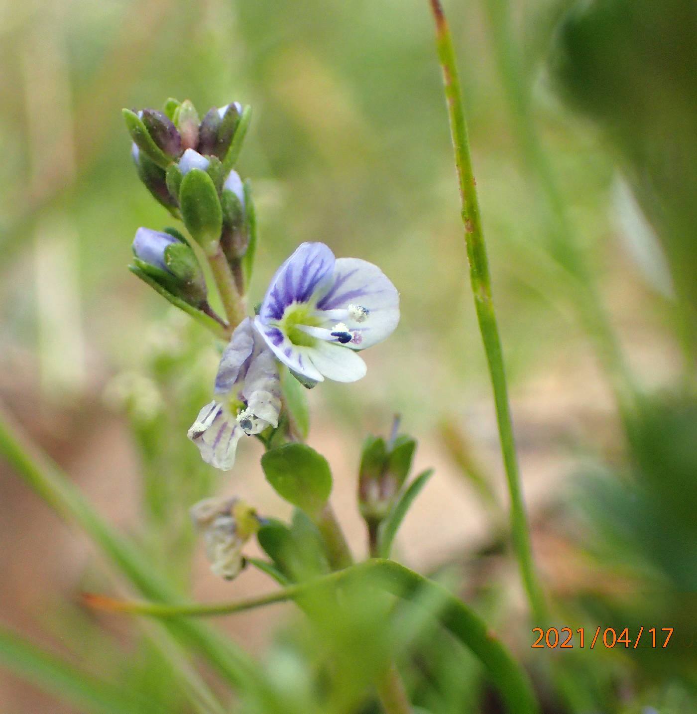 Veronica serpyllifolia var. serpyllifolia image