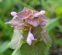 Lamium purpureum image