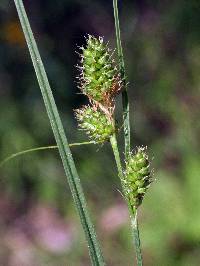 Image of Carex bushii