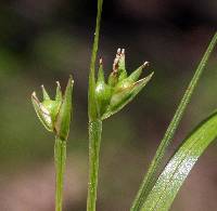 Image of Carex timida