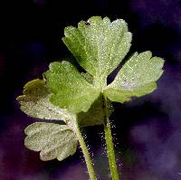 Ranunculus sardous image