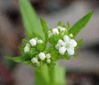 Valerianella umbilicata image