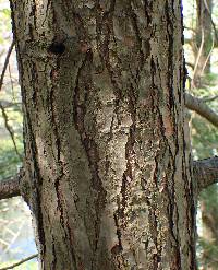 Tsuga canadensis image