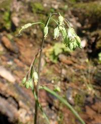 Borodinia laevigata image