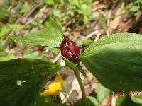 Trillium recurvatum image