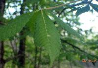 Aesculus glabra var. glabra image