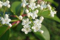 Viburnum prunifolium image