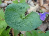 Image of Viola communis