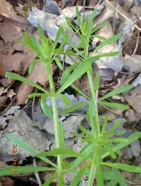 Galium aparine image