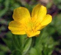 Ranunculus hispidus var. hispidus image