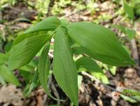 Polygonatum biflorum image