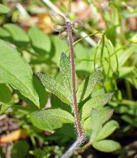 Polemonium reptans image