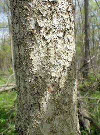 Aesculus glabra var. glabra image