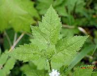 Osmorhiza longistylis image