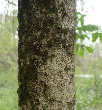 Viburnum prunifolium image