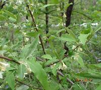 Elaeagnus umbellata image