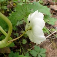 Podophyllum peltatum image