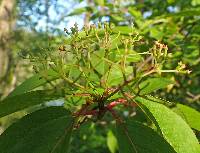 Viburnum prunifolium image