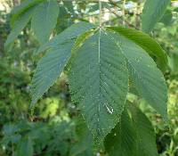 Aesculus glabra var. glabra image