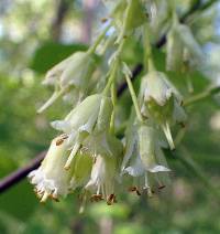 Staphylea trifolia image