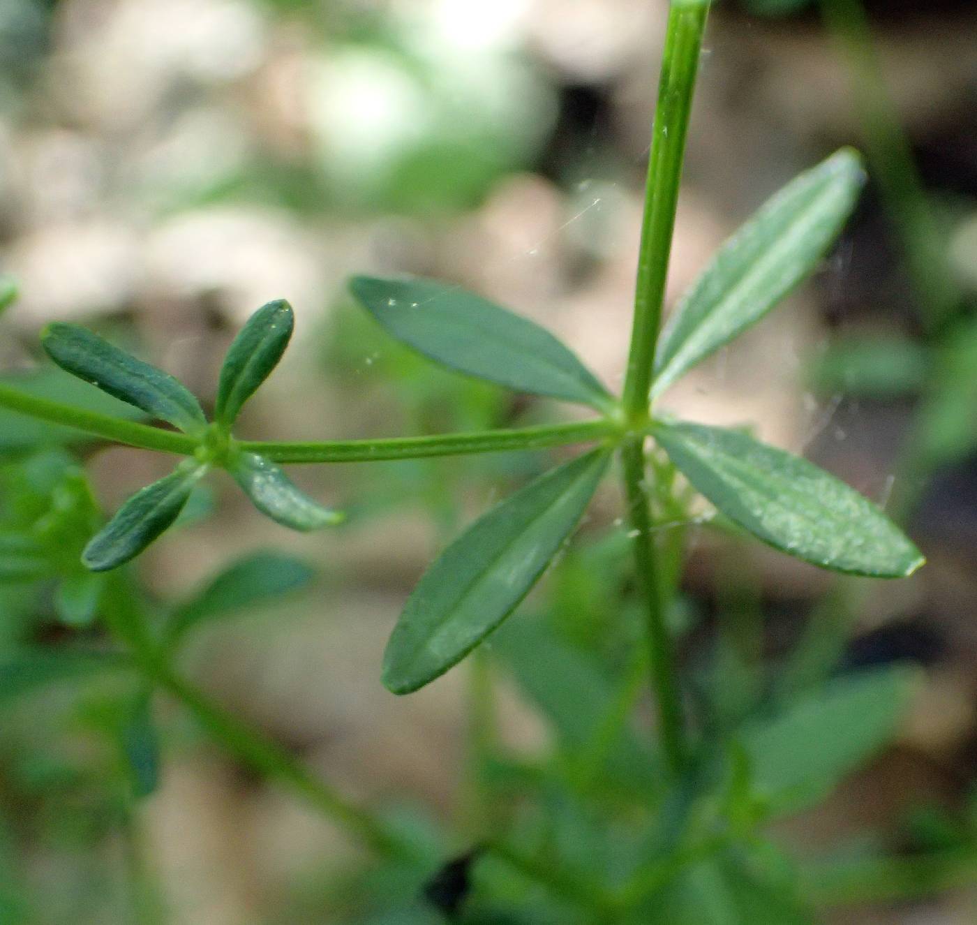 Galium obtusum subsp. obtusum image