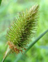 Carex squarrosa image