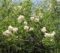 Robinia pseudoacacia image