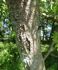 Robinia pseudoacacia image