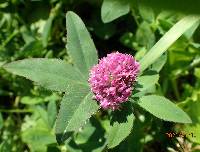 Trifolium pratense image