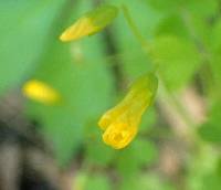 Oxalis dillenii image