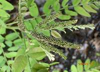 Amorpha fruticosa image