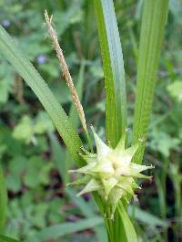 Carex grayi image