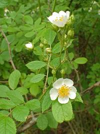 Rosa multiflora image