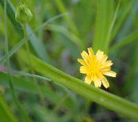 Krigia cespitosa var. cespitosa image