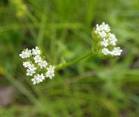 Valerianella radiata image