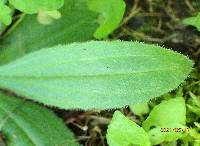 Plantago virginica image