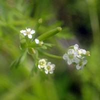 Chaerophyllum procumbens image