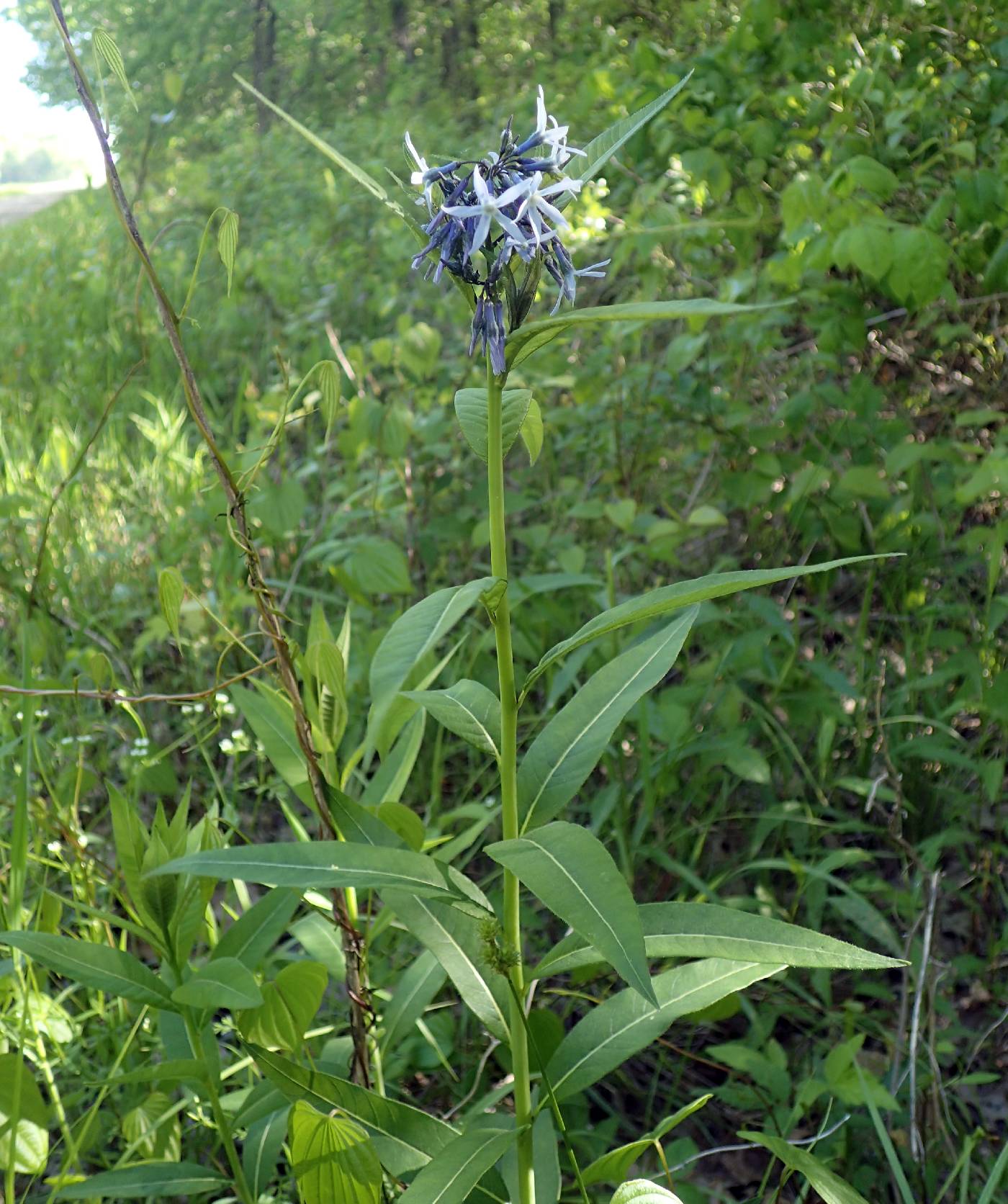 Amsonia tabernaemontana var. salicifolia image