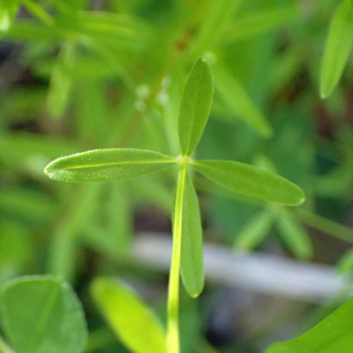 Galium obtusum subsp. obtusum image