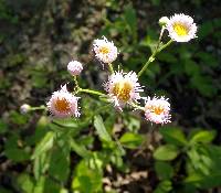 Erigeron philadelphicus var. philadelphicus image