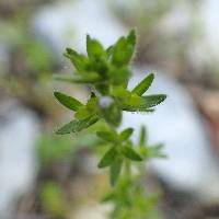 Veronica arvensis image