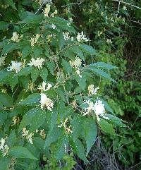 Lonicera maackii image