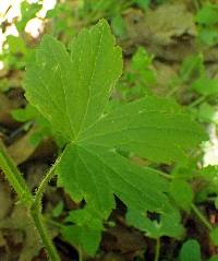 Ranunculus recurvatus image