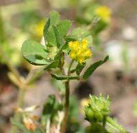 Image of Trifolium dubium