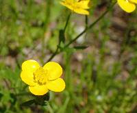 Ranunculus sardous image